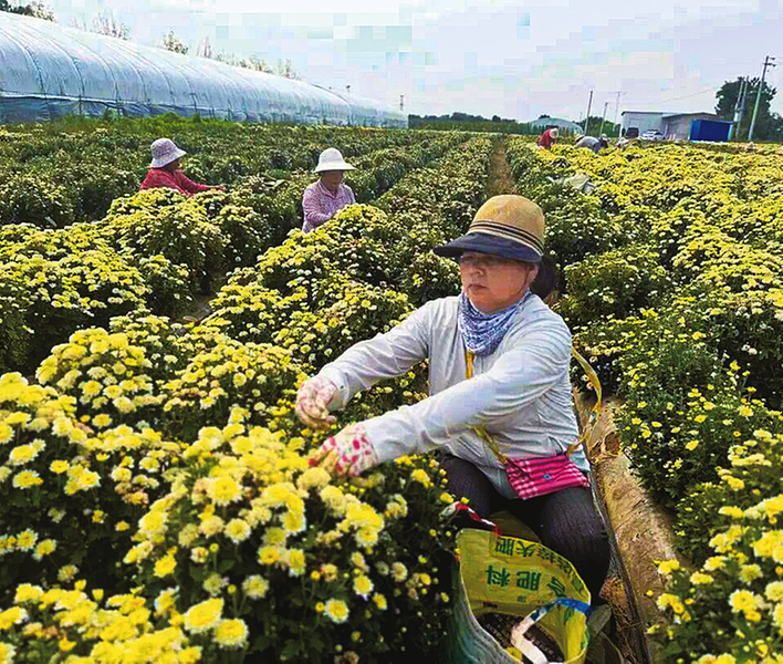 扶风 家门口种出“致富花” 头茬北京菊喜丰收.png