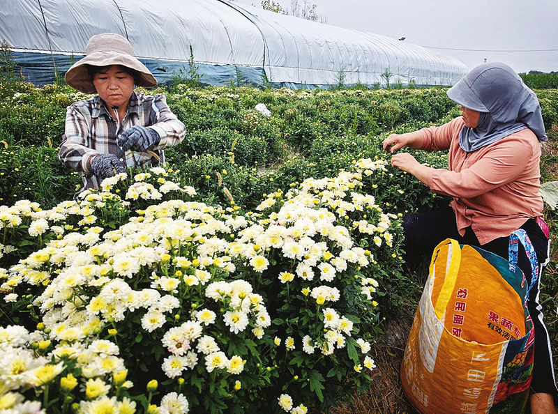 扶风县西吕村:种下一片菊 拓宽增收路.png