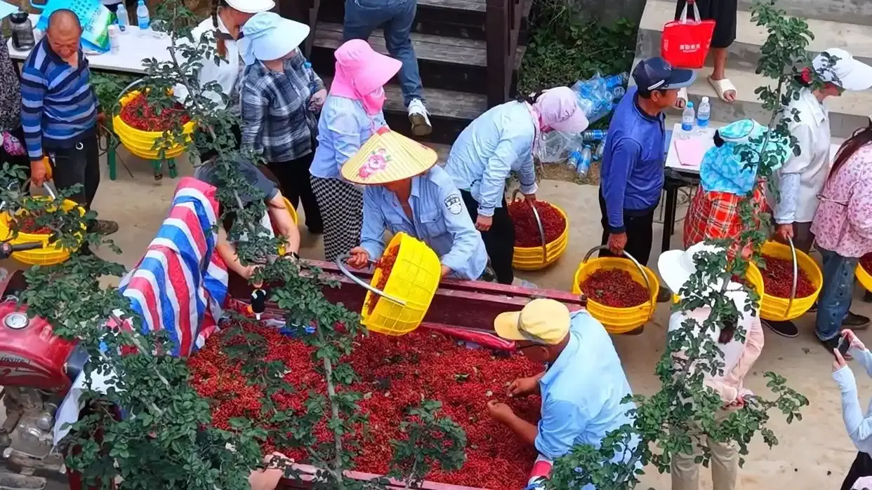 农户集中分拣花椒(央广网发 陈仓区委宣传部供图).webp